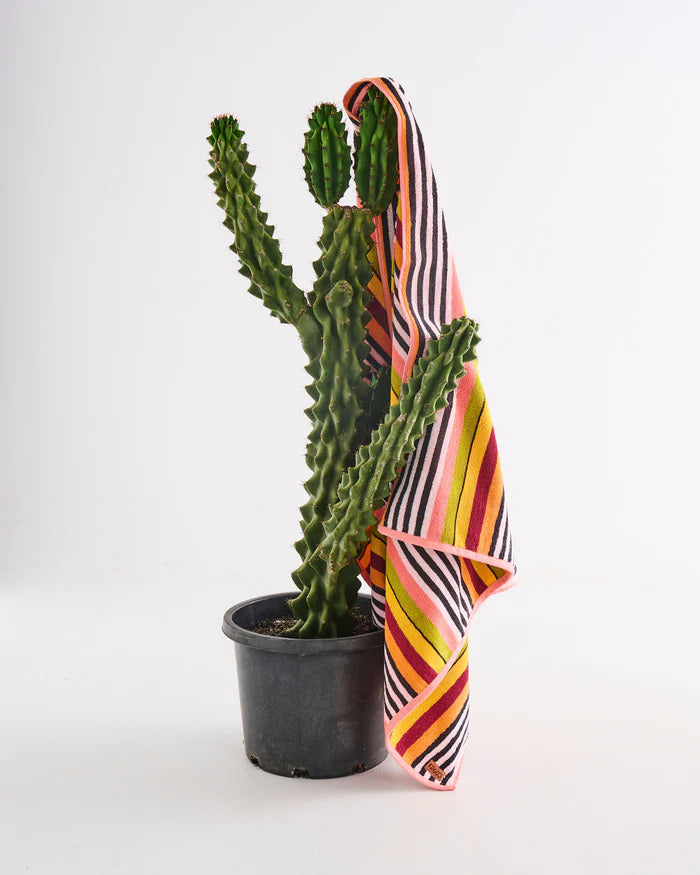 Casablanca Stripe Terry Beach Towel